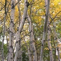  Fall Birches 